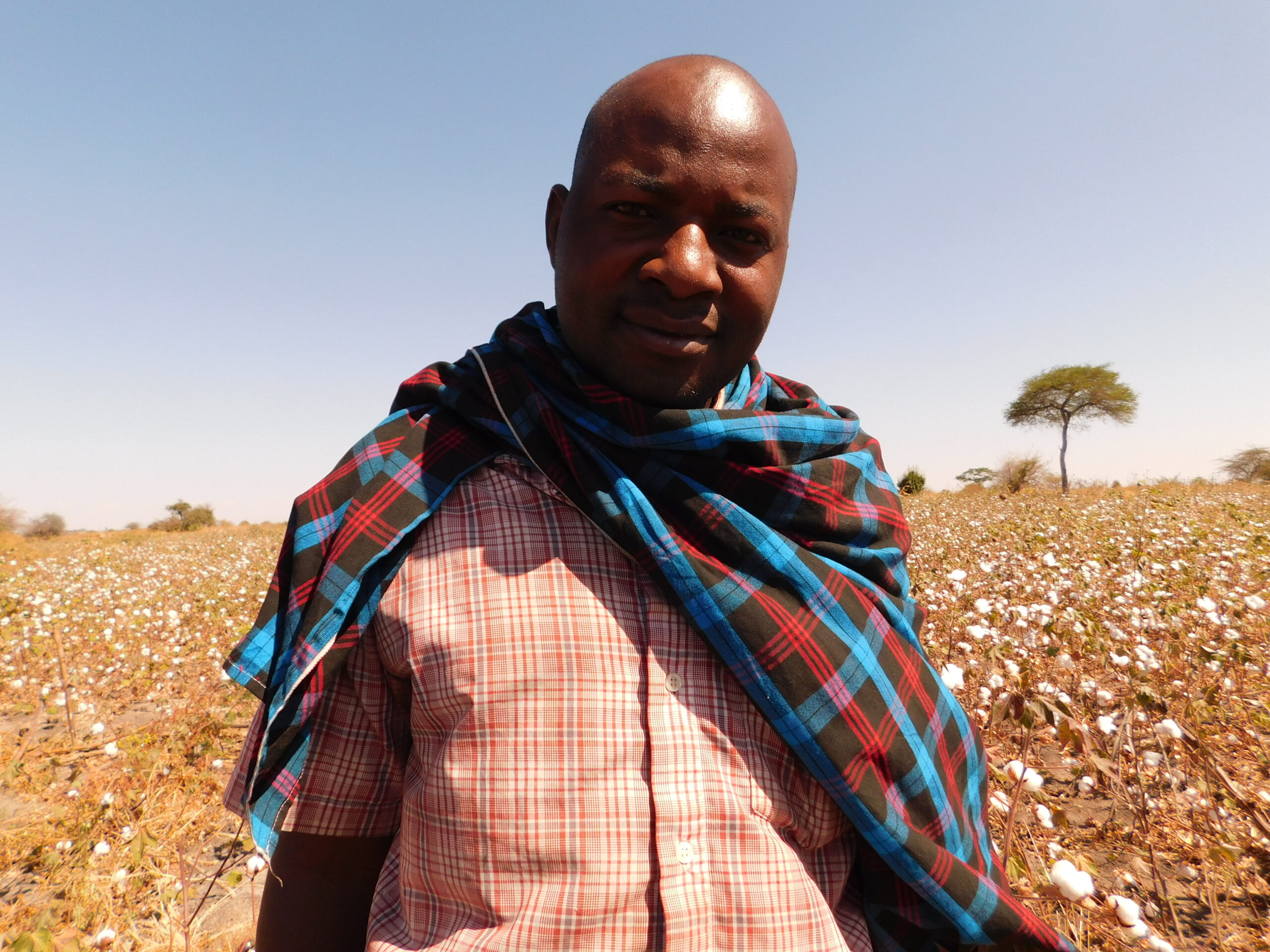 Organic cotton purchase from our contract farmers in Tanzania Remei