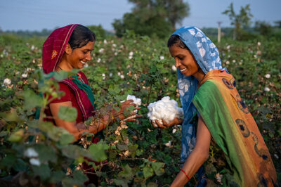 Aktuell beginnt die neuen Anbausaison 2025 in Indien